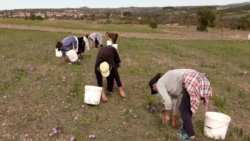 &Mu;&epsilon;&iota;&omega;&mu;έ&nu;&eta; &eta; &pi;&alpha;&rho;&alpha;&gamma;&omega;&gamma;ή &kappa;&rho;ό&kappa;&omicron;&upsilon; &Kappa;&omicron;&zeta;ά&nu;&eta;&sigmaf;