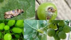 &Gamma;&epsilon;&omega;&rho;&gamma;&iota;&kappa;έ&sigmaf; &pi;&rho;&omicron;&epsilon;&iota;&delta;&omicron;&pi;&omicron;&iota;ή&sigma;&epsilon;&iota;&sigmaf; &gamma;&iota;&alpha; &tau;&omicron; &Alpha;&mu;&pi;έ&lambda;&iota;