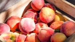 &Sigma;&chi;ό&lambda;&iota;&omicron; &tau;&eta;&sigmaf; &Tau;&omicron;&mu;&epsilon;&alpha;&kappa;ή&sigmaf; &Omicron;&rho;&gamma;ά&nu;&omega;&sigma;&eta;&sigmaf; &Pi;έ&lambda;&lambda;&alpha;&sigmaf; &tau;&omicron;&upsilon; &Kappa;&Kappa;&Epsilon; &gamma;&iota;&alpha; &tau;&iota;&sigmaf; &zeta;&eta;&mu;&iota;έ&sigmaf; &sigma;&tau;&iota;&sigmaf; &kappa;&alpha;&lambda;&lambda;&iota;έ&rho;&gamma;&epsilon;&iota;&epsilon;&sigmaf; &alpha;&pi;ό &tau;&eta;&nu; GENESIS