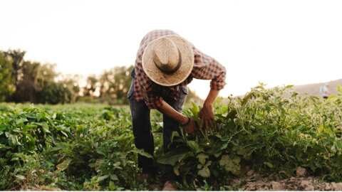 &Tau;ά&sigma;&eta; "&epsilon;&xi;&alpha;&phi;ά&nu;&iota;&sigma;&eta;&sigmaf;" &tau;&omicron;&upsilon; &mu;&iota;&kappa;&rho;&omicron;ύ έ&lambda;&lambda;&eta;&nu;&alpha; &alpha;&gamma;&rho;ό&tau;&eta; &pi;&omicron;&upsilon; &pi;&rho;έ&pi;&epsilon;&iota; &nu;&alpha; &alpha;&nu;&alpha;&tau;&rho;&alpha;&pi;&epsilon;ί