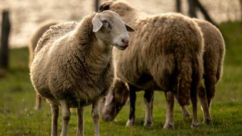 &Delta;&epsilon;ύ&tau;&epsilon;&rho;&omicron; &epsilon;&pi;&iota;&beta;&epsilon;&beta;&alpha;&iota;&omega;&mu;έ&nu;&omicron; &kappa;&rho;&omicron;ύ&sigma;&mu;&alpha; &alpha;&phi;&theta;ώ&delta;&omicron;&upsilon;&sigmaf; &pi;&upsilon;&rho;&epsilon;&tau;&omicron;ύ &sigma;&tau;&eta; &Lambda;έ&sigma;&beta;&omicron; &ndash; Ά&mu;&epsilon;&sigma;&eta; &epsilon;&nu;ί&sigma;&chi;&upsilon;&sigma;&eta; &tau;&eta;&sigmaf; &epsilon;&pi;&iota;&tau;ή&rho;&eta;&sigma;&eta;&sigmaf; &mu;&epsilon; &kappa;&tau;&eta;&nu;&iota;ά&tau;&rho;&omicron;&upsilon;&sigmaf;