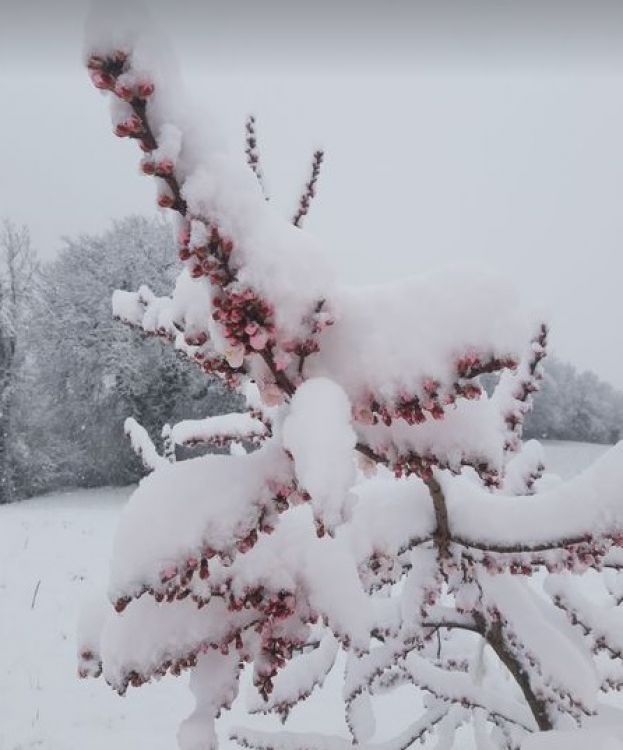 &Sigma;&epsilon; &pi;&omicron;&iota;&omicron; &sigma;&tau;ά&delta;&iota;&omicron; &alpha;&pi;&omicron;&zeta;&eta;&mu;&iota;ώ&nu;&omicron;&nu;&tau;&alpha;&iota; &omicron;&iota; &zeta;&eta;&mu;&iota;έ&sigmaf; &alpha;&pi;ό &pi;&alpha;&gamma;&epsilon;&tau;ό &sigma;&tau;&alpha; &kappa;&alpha;&rho;&pi;&omicron;&phi;ό&rho;&alpha; &delta;έ&nu;&tau;&rho;&alpha; - &Epsilon;&pi;&iota;&tau;ό&pi;&iota;&omicron;&iota; έ&lambda;&epsilon;&gamma;&chi;&omicron;&iota; &alpha;&pi;ό &sigma;&tau;&epsilon;&lambda;έ&chi;&eta; &tau;&omicron;&upsilon; &Epsilon;&Lambda;&Gamma;&Alpha;