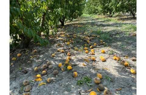 &Lambda;ά&kappa;&eta;&sigmaf; &Beta;&alpha;&sigma;&iota;&lambda;&epsilon;&iota;ά&delta;&eta;&sigmaf;: &Nu;&alpha; &alpha;&pi;&omicron;&zeta;&eta;&mu;&iota;&omega;&theta;&omicron;ύ&nu; &delta;ί&kappa;&alpha;&iota;&alpha; &omicron;&iota; &pi;&alpha;&rho;&alpha;&gamma;&omega;&gamma;&omicron;ί &alpha;&pi;ό &tau;&eta;&sigmaf; &zeta;&eta;&mu;&iota;έ&sigmaf; &tau;&eta;&sigmaf; &beta;&rho;&omicron;&chi;ό&pi;&tau;&omega;&sigma;&eta;&sigmaf; &sigma;&epsilon; ό&lambda;&alpha; &tau;&alpha; &pi;&rho;&omicron;ϊό&nu;&tau;&alpha;