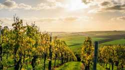 &Tau;&iota; &alpha;&pi;&omicron;&phi;&alpha;&sigma;ί&sigma;&tau;&eta;&kappa;&epsilon; &sigma;&tau;&eta; &sigma;ύ&sigma;&kappa;&epsilon;&psi;&eta; &omicron;&iota;&nu;&omicron;&pi;&omicron;&iota;&eta;&tau;&iota;&kappa;ώ&nu; &sigma;&upsilon;&nu;&epsilon;&tau;&alpha;&iota;&rho;&iota;&sigma;&mu;ώ&nu; &tau;&eta;&sigmaf; &chi;ώ&rho;&alpha;&sigmaf; &upsilon;&pi;ό &tau;&eta;&nu; &Kappa;&Epsilon;&Omicron;&Sigma;&Omicron;&Epsilon;