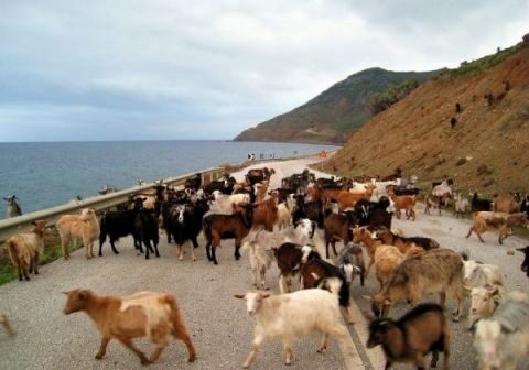 &Tau;&alpha; &kappa;&alpha;&tau;&sigma;ί&kappa;&iota;&alpha; &alpha;&pi;&epsilon;&iota;&lambda;&omicron;ύ&nu; &tau;&eta;&nu; ά&gamma;&rho;&iota;&alpha; &omicron;&mu;&omicron;&rho;&phi;&iota;ά &kappa;&alpha;&iota; &tau;&eta;&nu; &omicron;&iota;&kappa;&omicron;&nu;&omicron;&mu;ί&alpha; &tau;&eta;&sigmaf; &Sigma;&alpha;&mu;&omicron;&theta;&rho;ά&kappa;&eta;&sigmaf;