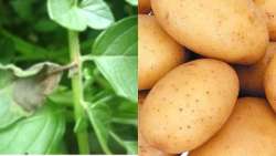 &Pi;&epsilon;&rho;&omicron;&nu;ό&sigma;&pi;&omicron;&rho;&omicron;&sigmaf; &tau;&eta;&sigmaf; &Pi;&alpha;&tau;ά&tau;&alpha;&sigmaf;