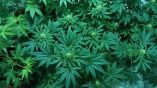&Epsilon;&gamma;&kappa;&alpha;ί&nu;&iota;&alpha; 2&eta;&sigmaf; Athens Cannabis Expo 2019