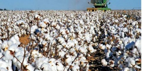 6&eta; &Gamma;&epsilon;&omega;&rho;&gamma;&iota;&kappa;ή &pi;&rho;&omicron;&epsilon;&iota;&delta;&omicron;&pi;&omicron;ί&eta;&sigma;&eta; &beta;&alpha;&mu;&beta;&alpha;&kappa;&omicron;&kappa;&alpha;&lambda;&lambda;&iota;έ&rho;&gamma;&epsilon;&iota;&alpha;&sigmaf;
