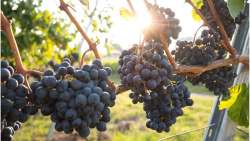 &Gamma;&epsilon;&omega;&rho;&gamma;&iota;&kappa;έ&sigmaf; &pi;&rho;&omicron;&epsilon;&iota;&delta;&omicron;&pi;&omicron;&iota;ή&sigma;&epsilon;&iota;&sigmaf; &gamma;&iota;&alpha; &tau;&omicron; &Alpha;&mu;&pi;έ&lambda;&iota;