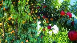 &Alpha;ύ&xi;&eta;&sigma;&eta; &zeta;ή&tau;&eta;&sigma;&eta;&sigmaf; &kappa;&alpha;&iota; &tau;&iota;&mu;ή&sigmaf; &nu;&epsilon;&kappa;&tau;&alpha;&rho;&iota;&nu;&iota;&omicron;ύ &kappa;&alpha;&iota; &epsilon;&pi;&iota;&tau;&rho;&alpha;&pi;έ&zeta;&iota;&omicron;&upsilon; &rho;&omicron;&delta;ά&kappa;&iota;&nu;&omicron;&upsilon; - &Tau;&iota; &sigma;&upsilon;&mu;&beta;&alpha;ί&nu;&epsilon;&iota; &mu;&epsilon; &tau;&omicron; &sigma;&upsilon;&mu;&pi;ύ&rho;&eta;&nu;&omicron; &rho;&omicron;&delta;ά&kappa;&iota;&nu;&omicron; | IMATHIOTIKIGI.GR