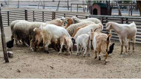 &Theta;&epsilon;&sigma;&sigma;&alpha;&lambda;ί&alpha;: Nέ&epsilon;&sigmaf; &pi;&alpha;&rho;&epsilon;&mu;&beta;ά&sigma;&epsilon;&iota;&sigmaf; &gamma;&iota;&alpha; &tau;&eta;&nu; &alpha;&nu;&tau;&iota;&mu;&epsilon;&tau;ώ&pi;&iota;&sigma;&eta; &tau;&eta;&sigmaf; &epsilon;&upsilon;&lambda;&omicron;&gamma;&iota;ά&sigmaf; &tau;&omega;&nu; &alpha;&iota;&gamma;&omicron;&pi;&rho;&omicron;&beta;ά&tau;&omega;&nu;