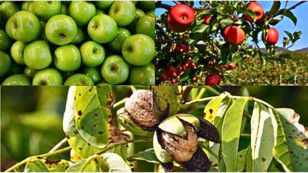 &Gamma;&epsilon;&omega;&rho;&gamma;&iota;&kappa;έ&sigmaf; &pi;&rho;&omicron;&epsilon;&iota;&delta;&omicron;&pi;&omicron;&iota;ή&sigma;&epsilon;&iota;&sigmaf; &gamma;&iota;&alpha; &tau;&eta; &Mu;&eta;&lambda;&iota;ά &kappa;&alpha;&iota; &tau;&eta;&nu; &Kappa;&alpha;&rho;&upsilon;&delta;&iota;ά