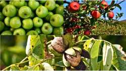 &Gamma;&epsilon;&omega;&rho;&gamma;&iota;&kappa;έ&sigmaf; &pi;&rho;&omicron;&epsilon;&iota;&delta;&omicron;&pi;&omicron;&iota;ή&sigma;&epsilon;&iota;&sigmaf; &gamma;&iota;&alpha; &tau;&eta; &Mu;&eta;&lambda;&iota;ά &kappa;&alpha;&iota; &tau;&eta;&nu; &Kappa;&alpha;&rho;&upsilon;&delta;&iota;ά