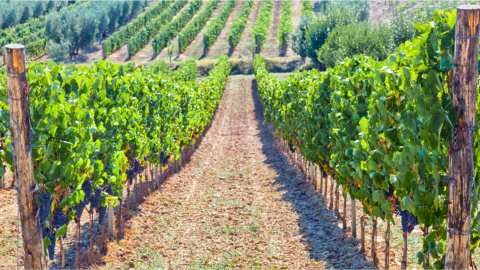 Ά&delta;&epsilon;&iota;&epsilon;&sigmaf; &phi;ύ&tau;&epsilon;&upsilon;&sigma;&eta;&sigmaf; 2024, &eta; &Pi;&epsilon;&lambda;&omicron;&pi;ό&nu;&nu;&eta;&sigma;&omicron;&sigmaf; &kappa;&alpha;&iota; &omicron;&iota; &Pi;&epsilon;&rho;&iota;&phi;έ&rho;&epsilon;&iota;&epsilon;&sigmaf; &tau;&eta;&sigmaf; &Mu;&alpha;&kappa;&epsilon;&delta;&omicron;&nu;ί&alpha;&sigmaf; &omicron;&iota; &omega;&phi;&epsilon;&lambda;&eta;&mu;έ&nu;&epsilon;&sigmaf; &Pi;&epsilon;&rho;&iota;&phi;έ&rho;&epsilon;&iota;&epsilon;&sigmaf;, ό&sigma;&omicron;&nu; &alpha;&phi;&omicron;&rho;ά &tau;&eta;&nu; &kappa;&alpha;&tau;&alpha;&nu;&omicron;&mu;ή &tau;&omega;&nu; &epsilon;&kappa;&tau;ά&sigma;&epsilon;&omega;&nu;