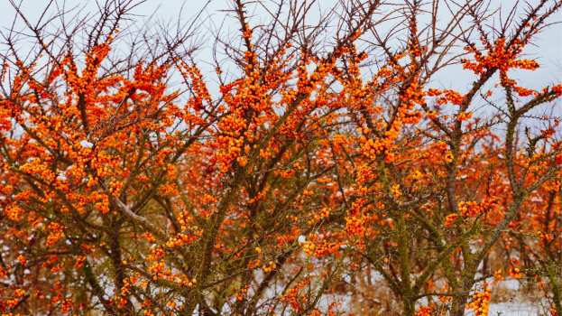 &Sigma;&tau;&eta; &Theta;&epsilon;&sigma;&sigma;&alpha;&lambda;&omicron;&nu;ί&kappa;&eta; &tau;&omicron; 9&omicron; &Pi;&alpha;&gamma;&kappa;ό&sigma;&mu;&iota;&omicron; &Sigma;&upsilon;&nu;έ&delta;&rho;&iota;&omicron; &tau;&eta;&sigmaf; &kappa;&omicron;&iota;&nu;ό&tau;&eta;&tau;&alpha;&sigmaf; &tau;&omicron;&upsilon; &iota;&pi;&pi;&omicron;&phi;&alpha;&omicron;ύ&sigmaf;
