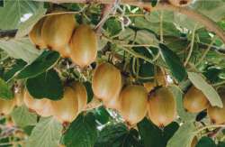 &Pi;&alpha;&rho;&alpha;&gamma;&omega;&gamma;ό&sigmaf; &xi;&epsilon;&pi;&epsilon;&rho;&nu;ά &pi;&omicron;&lambda;ύ &sigma;&omicron;&beta;&alpha;&rho;ά &theta;έ&mu;&alpha;&tau;&alpha; &sigma;&epsilon; &Alpha;&kappa;&tau;&iota;&nu;ί&delta;&iota;&alpha;! (&Beta;ί&nu;&tau;&epsilon;&omicron;)