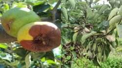 &Alpha;&nu;&tau;&iota;&mu;&epsilon;&tau;ώ&pi;&iota;&sigma;&eta; &phi;&omicron;&upsilon;&zeta;&iota;&kappa;&lambda;ά&delta;&iota;&omicron;&upsilon;, &mu;&omicron;&nu;ί&lambda;&iota;&alpha;&sigmaf;, &omega;ί&delta;&iota;&omicron;&upsilon;, &beta;&alpha;&kappa;&tau;&eta;&rho;&iota;&alpha;&kappa;&omicron;ύ &kappa;&alpha;&psi;ί&mu;&alpha;&tau;&omicron;&sigmaf; &kappa;&alpha;&iota; &sigma;&epsilon;&pi;&tau;&omicron;&rho;ί&omega;&sigma;&eta;&sigmaf; &sigma;&epsilon; &Mu;&eta;&lambda;&iota;ά &kappa;&alpha;&iota; &Alpha;&chi;&lambda;&alpha;&delta;&iota;ά