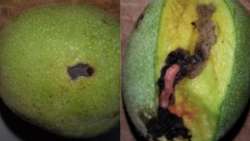 &Gamma;&epsilon;&omega;&rho;&gamma;&iota;&kappa;έ&sigmaf; &pi;&rho;&omicron;&epsilon;&iota;&delta;&omicron;&pi;&omicron;&iota;ή&sigma;&epsilon;&iota;&sigmaf; &gamma;&iota;&alpha; &tau;&eta;&nu; &Kappa;&alpha;&rho;&upsilon;&delta;&iota;ά