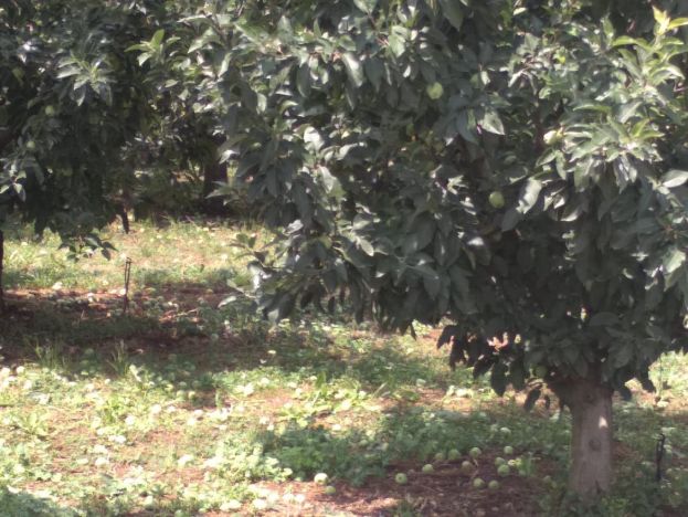 &Alpha;&rho;&alpha;ί&omega;&mu;&alpha; &mu;&eta;&lambda;&iota;ά&sigmaf; - &Sigma;&upsilon;&mu;&beta;&omicron;&upsilon;&lambda;έ&sigmaf; &gamma;&iota;&alpha; &sigma;&omega;&sigma;&tau;ή &alpha;&rho;&alpha;ί&omega;&sigma;&eta; &tau;&omega;&nu; &kappa;&alpha;&rho;&pi;ώ&nu;