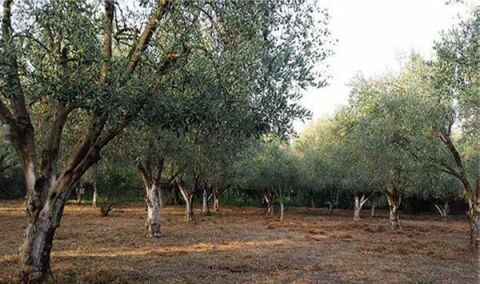 &Alpha;&pi;&alpha;&rho;&alpha;ί&tau;&eta;&tau;&omicron;&iota; &omicron;&iota; &phi;&theta;&iota;&nu;&omicron;&pi;&omega;&rho;&iota;&nu;&omicron;ί &psi;&epsilon;&kappa;&alpha;&sigma;&mu;&omicron;ί &sigma;&tau;&eta;&nu; &Epsilon;&lambda;&iota;ά