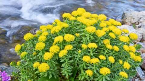 &Gamma;&nu;&omega;&rho;ί&zeta;&alpha;&tau;&epsilon; &gamma;&iota;&alpha; &tau;&iota;&sigmaf; &pi;&lambda;&omicron;ύ&sigma;&iota;&epsilon;&sigmaf; &kappa;&alpha;&iota; &epsilon;&upsilon;&epsilon;&rho;&gamma;&epsilon;&tau;&iota;&kappa;έ&sigmaf; &iota;&delta;&iota;ό&tau;&eta;&tau;&epsilon;&sigmaf; &tau;&eta;&sigmaf; &Rho;o&delta;&iota;ό&lambda;&alpha;;