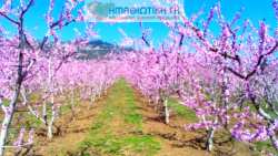 &Delta;&epsilon;&nu;&delta;&rho;&omicron;&kappa;&alpha;&lambda;&lambda;&iota;έ&rho;&gamma;&epsilon;&iota;&alpha;: &Eta; &sigma;&eta;&mu;&alpha;&nu;&tau;&iota;&kappa;ή &delta;&iota;&alpha;&delta;&iota;&kappa;&alpha;&sigma;ί&alpha; &tau;&eta;&sigmaf; &delta;&iota;&alpha;&phi;&omicron;&rho;&omicron;&pi;&omicron;ί&eta;&sigma;&eta;&sigmaf; &tau;&omega;&nu; &omicron;&phi;&theta;&alpha;&lambda;&mu;ώ&nu;