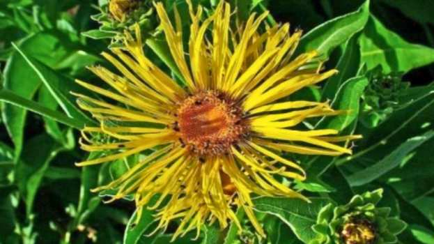 &Tau;&omicron; &pi;&omicron;&lambda;ύ&tau;&iota;&mu;&omicron; &beta;ό&tau;&alpha;&nu;&omicron; &gamma;&iota;&alpha; &tau;&iota;&sigmaf; &pi;&alpha;&theta;ή&sigma;&epsilon;&iota;&sigmaf; &tau;&omega;&nu; &pi;&nu;&epsilon;&upsilon;&mu;ό&nu;&omega;&nu; &kappa;&alpha;&iota; &tau;&eta;&sigmaf; &alpha;&nu;&alpha;&pi;&nu;&epsilon;&upsilon;&sigma;&tau;&iota;&kappa;ή&sigmaf; &omicron;&delta;&omicron;ύ