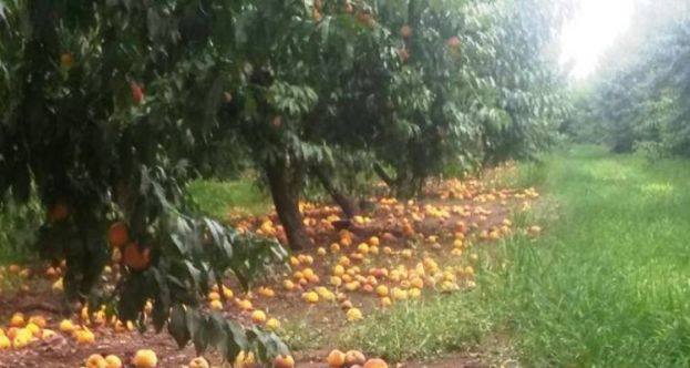 &Omicron;&iota; &pi;&omicron;&iota;&kappa;&iota;&lambda;ί&epsilon;&sigmaf; &pi;&omicron;&upsilon; &alpha;&pi;&omicron;&zeta;&eta;&mu;&iota;ώ&nu;&omicron;&nu;&tau;&alpha;&iota; &alpha;&pi;ό &tau;&iota;&sigmaf; &pi;&epsilon;&rho;&sigma;&iota;&nu;έ&sigmaf; &beta;&rho;&omicron;&chi;&omicron;&pi;&tau;ώ&sigma;&epsilon;&iota;&sigmaf;