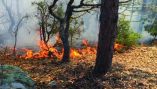 &Epsilon;&alpha;&rho;&iota;&nu;ή &sigma;&upsilon;&nu;&epsilon;&delta;&rho;ί&alpha;&sigma;&eta; &tau;&omicron;&upsilon; &Sigma;&upsilon;&nu;&tau;&omicron;&nu;&iota;&sigma;&tau;&iota;&kappa;&omicron;ύ &Omicron;&rho;&gamma;ά&nu;&omicron;&upsilon; &Pi;&omicron;&lambda;&iota;&tau;&iota;&kappa;ή&sigmaf; &Pi;&rho;&omicron;&sigma;&tau;&alpha;&sigma;ί&alpha;&sigmaf; &gamma;&iota;&alpha; &tau;&eta;&nu; &alpha;&nu;&tau;&iota;&mu;&epsilon;&tau;ώ&pi;&iota;&sigma;&eta; &tau;&omega;&nu; &delta;&alpha;&sigma;&iota;&kappa;ώ&nu; &pi;&upsilon;&rho;&kappa;&alpha;&gamma;&iota;ώ&nu;