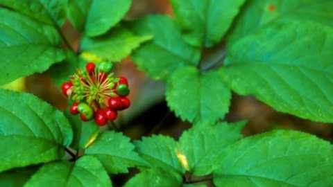 &Tau;&sigma;ί&nu;&sigma;&epsilon;&nu;&gamma;&kappa; , &tau;&omicron; ά&rho;&iota;&sigma;&tau;&omicron; &beta;ό&tau;&alpha;&nu;&omicron; - &Kappa;&alpha;&lambda;&lambda;&iota;έ&rho;&gamma;&epsilon;&iota;&alpha; &kappa;&alpha;&iota; &theta;&epsilon;&rho;&alpha;&pi;&epsilon;&upsilon;&tau;&iota;&kappa;έ&sigmaf; &iota;&delta;&iota;ό&tau;&eta;&tau;&epsilon;&sigmaf;