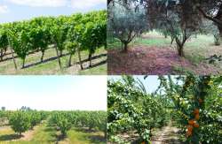 &Mu;&epsilon;&tau;&alpha;&sigma;&upsilon;&lambda;&lambda;&epsilon;&kappa;&tau;&iota;&kappa;έ&sigmaf; &epsilon;&phi;&alpha;&rho;&mu;&omicron;&gamma;έ&sigmaf; &mu;&epsilon; Nobel &Beta; &kappa;&alpha;&iota; Nobel Zn &sigma;&epsilon; &delta;&epsilon;&nu;&delta;&rho;&omicron;&kappa;&omicron;&mu;ί&alpha; &kappa;&alpha;&iota; &alpha;&mu;&pi;έ&lambda;&iota;&alpha; &gamma;&iota;&alpha; &epsilon;&xi;&alpha;&iota;&rho;&epsilon;&tau;&iota;&kappa;ά &alpha;&pi;&omicron;&tau;&epsilon;&lambda;έ&sigma;&mu;&alpha;&tau;&alpha;