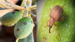 &Gamma;&epsilon;&omega;&rho;&gamma;&iota;&kappa;έ&sigmaf; &pi;&rho;&omicron;&epsilon;&iota;&delta;&omicron;&pi;&omicron;&iota;ή&sigma;&epsilon;&iota;&sigmaf; &gamma;&iota;&alpha; &tau;&eta;&nu; &epsilon;&lambda;&iota;ά