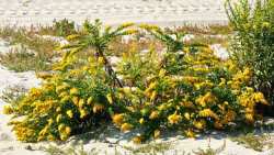 &Chi;&rho;&upsilon;&sigma;ό&beta;&epsilon;&rho;&gamma;&alpha; - &Tau;&omicron; &epsilon;&pi;&omicron;&upsilon;&lambda;&omega;&tau;&iota;&kappa;ό &zeta;&iota;&zeta;ά&nu;&iota;&omicron;