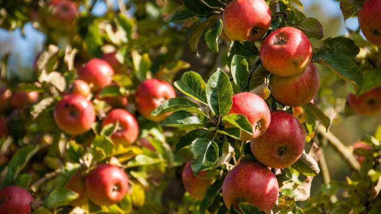&Gamma;&epsilon;&omega;&rho;&gamma;&iota;&kappa;έ&sigmaf; &pi;&rho;&omicron;&epsilon;&iota;&delta;&omicron;&pi;&omicron;&iota;ή&sigma;&epsilon;&iota;&sigmaf; &gamma;&iota;&alpha; &tau;&eta; &Mu;&eta;&lambda;&iota;ά