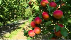 &Delta;&epsilon;&sigmaf; &alpha;&pi;&epsilon;&upsilon;&theta;&epsilon;ί&alpha;&sigmaf; &alpha;&pi;ό &tau;&omicron; &chi;&omega;&rho;ά&phi;&iota; &tau;&iota;&sigmaf; &Nu;έ&epsilon;&sigmaf; &pi;&omicron;&iota;&kappa;&iota;&lambda;ί&epsilon;&sigmaf; &sigma;&tau;&omicron; &Beta;&epsilon;&rho;ί&kappa;&omicron;&kappa;&omicron;! &Epsilon;&tau;&omicron;&iota;&mu;&omicron;&pi;ό&lambda;&epsilon;&mu;&epsilon;&sigmaf; &gamma;&iota;&alpha; &tau;&eta;&nu; &kappa;&lambda;&iota;&mu;&alpha;&tau;&iota;&kappa;ή &alpha;&lambda;&lambda;&alpha;&gamma;ή!