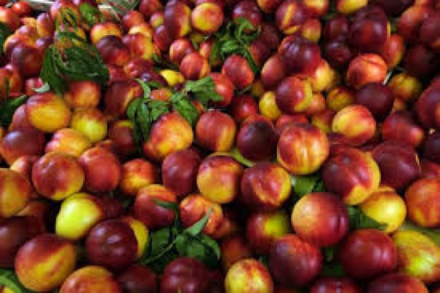 N.O.&Delta;.&Epsilon;  &Eta;&mu;&alpha;&theta;ί&alpha;&sigmaf;:&Alpha;&pi;&lambda;ή&rho;&omega;&tau;&omicron;&iota; &alpha;&kappa;ό&mu;&eta; &omicron;&iota; &rho;&omicron;&delta;&alpha;&kappa;&iota;&nu;&omicron;&pi;&alpha;&rho;&alpha;&gamma;&omega;&gamma;&omicron;ί