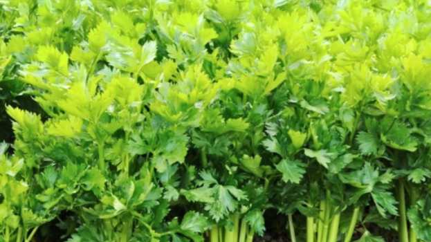 &Eta; &Kappa;&alpha;&lambda;&lambda;&iota;έ&rho;&gamma;&epsilon;&iota;&alpha; &tau;&omicron;&upsilon; &sigma;έ&lambda;&iota;&nu;&omicron;&upsilon; - &Lambda;ί&pi;&alpha;&nu;&sigma;&eta; &kappa;&alpha;&iota; &phi;&upsilon;&tau;&omicron;&pi;&rho;&omicron;&sigma;&tau;&alpha;&sigma;ί&alpha;