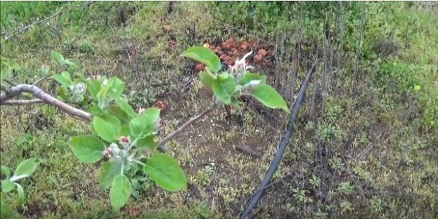 &Eta;&mu;&epsilon;&rho;ή&sigma;&iota;&alpha; &kappa;&alpha;&tau;&alpha;&gamma;&rho;&alpha;&phi;ή &tau;&eta;&sigmaf; ά&nu;&theta;&iota;&sigma;&eta;&sigmaf; έ&omega;&sigmaf; &tau;&eta;&nu; &epsilon;&mu;&phi;ά&nu;&iota;&sigma;&eta; &tau;&omicron;&upsilon; &kappa;&alpha;&rho;&pi;&iota;&delta;ί&omicron;&upsilon; &sigma;&epsilon; &delta;έ&nu;&delta;&rho;&omicron; &mu;&eta;&lambda;&iota;ά&sigmaf; (video)
