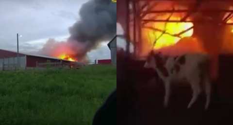 &Tau;&rho;&alpha;&gamma;&iota;&kappa;ό &tau;έ&lambda;&omicron;&sigmaf; &gamma;&iota;&alpha; 39&chi;&rho;&omicron;&nu;&omicron; &kappa;&tau;&eta;&nu;&omicron;&tau;&rho;ό&phi;&omicron; &pi;&omicron;&upsilon; &pi;ή&gamma;&epsilon; &nu;&alpha; &sigma;ώ&sigma;&epsilon;&iota; &tau;&alpha; &zeta;ώ&alpha; &tau;&omicron;&upsilon; &kappa;&alpha;&iota; &kappa;ά&eta;&kappa;&epsilon;