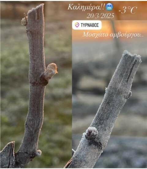 &Gamma;&iota;&alpha; &zeta;&eta;&mu;&iota;έ&sigmaf; &sigma;&epsilon; &Rho;&omicron;&delta;ά&kappa;&iota;&nu;&alpha;, &Nu;&epsilon;&kappa;&tau;&alpha;&rho;ί&nu;&iota;&alpha;, &Beta;&epsilon;&rho;ί&kappa;&omicron;&kappa;&alpha; &kappa;&alpha;&iota; &alpha;&mu;&pi;έ&lambda;&iota;&alpha; &kappa;ά&nu;&omicron;&upsilon;&nu; &lambda;ό&gamma;&omicron; &omicron;&iota; &Alpha;&gamma;&rho;&omicron;&tau;&iota;&kappa;&omicron;ί &sigma;ύ&lambda;&lambda;&omicron;&gamma;&omicron;&iota; &Delta;ή&mu;&omicron;&upsilon; &Tau;&upsilon;&rho;&nu;ά&beta;&omicron;&upsilon;