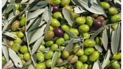 &Phi;&upsilon;&tau;&omicron;&pi;&rho;&omicron;&sigma;&tau;&alpha;&sigma;ί&alpha; &sigma;&tau;&eta;&nu; &Epsilon;&lambda;&iota;ά