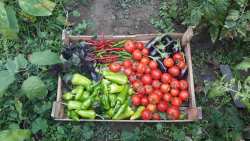 &Beta;&iota;&omicron;&lambda;&omicron;&gamma;&iota;&kappa;ά 2024: &Epsilon;&nu;&sigma;&tau;ά&sigma;&epsilon;&iota;&sigmaf; &kappa;&alpha;&tau;ά &tau;&omega;&nu; &alpha;&pi;&omicron;&tau;&epsilon;&lambda;&epsilon;&sigma;&mu;ά&tau;&omega;&nu; &tau;&eta;&sigmaf; &pi;&lambda;&eta;&rho;&omega;&mu;ή&sigmaf; &epsilon;&kappa;&kappa;&alpha;&theta;ά&rho;&iota;&sigma;&eta;&sigmaf; έ&omega;&sigmaf; 21 &Nu;&omicron;&epsilon;&mu;&beta;&rho;ί&omicron;&upsilon; 2025