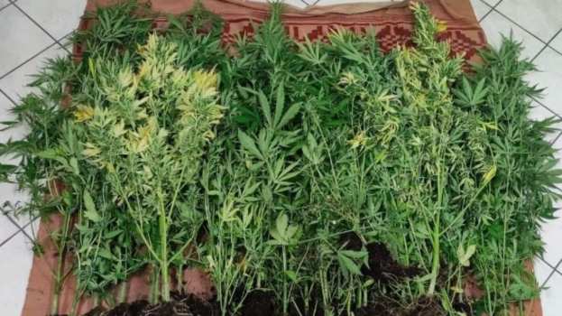 &Delta;ύ&omicron; &sigma;&upsilon;&lambda;&lambda;ή&psi;&epsilon;&iota;&sigmaf; &sigma;&tau;&eta; &Chi;&alpha;&lambda;&kappa;&iota;&delta;&iota;&kappa;ή &gamma;&iota;&alpha; &kappa;&alpha;&lambda;&lambda;&iota;έ&rho;&gamma;&epsilon;&iota;&alpha; &delta;&epsilon;&nu;&delta;&rho;&upsilon;&lambda;&lambda;ί&omega;&nu; &kappa;ά&nu;&nu;&alpha;&beta;&eta;&sigmaf;