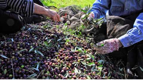 &Epsilon;&lambda;&iota;ά: &Epsilon;&rho;&epsilon;&upsilon;&nu;&eta;&tau;&iota;&kappa;ή &pi;&rho;&omega;&tau;&omicron;&beta;&omicron;&upsilon;&lambda;ί&alpha; &mu;&epsilon; &sigma;&tau;ό&chi;&omicron; &tau;&eta; &beta;&epsilon;&lambda;&tau;ί&omega;&sigma;&eta; &tau;&eta;&sigmaf; &pi;&alpha;&rho;&alpha;&gamma;&omega;&gamma;ή&sigmaf;