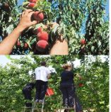 &Epsilon;&rho;&gamma;ά&tau;&epsilon;&sigmaf; &gamma;&eta;&sigmaf;: &Delta;&iota;&alpha;&delta;&iota;&kappa;&alpha;&sigma;ί&alpha; &mu;&epsilon;&tau;ά&kappa;&lambda;&eta;&sigma;&eta;&sigmaf; &alpha;&lambda;&lambda;&omicron;&delta;&alpha;&pi;ώ&nu; - &Sigma;&epsilon; &epsilon;&pi;&iota;&kappa;&omicron;&iota;&nu;&omega;&nu;ί&alpha; &mu;&epsilon; &tau;&omicron;&upsilon;&sigmaf; &epsilon;&mu;&pi;&lambda;&epsilon;&kappa;ό&mu;&epsilon;&nu;&omicron;&upsilon;&sigmaf; &alpha;&rho;&mu;ό&delta;&iota;&omicron;&upsilon;&sigmaf; &Upsilon;&pi;&omicron;&upsilon;&rho;&gamma;&omicron;ύ&sigmaf; &omicron; &Gamma;. &Kappa;&alpha;&rho;&alpha;&sigma;&mu;ά&nu;&eta;&sigmaf;