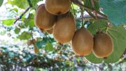 E&mu;&pi;&omicron;&rho;ί&alpha;, &delta;&iota;&alpha;&kappa;ί&nu;&eta;&sigma;&eta; &kappa;&alpha;&iota; &epsilon;&iota;&sigma;ό&delta;&omicron;&upsilon; &alpha;&kappa;&tau;&iota;&nu;&iota;&delta;ί&omega;&nu; &sigma;&epsilon; &alpha;&gamma;&omicron;&rho;έ&sigmaf; &tau;&rho;ί&tau;&omega;&nu; &chi;&omega;&rho;ώ&nu; &theta;έ&mu;&alpha; &pi;&omicron;&upsilon; &sigma;&upsilon;&zeta;&eta;&tau;ή&theta;&eta;&kappa;&alpha;&nu; &sigma;&tau;&eta; 3&eta; &Gamma;&epsilon;&nu;&iota;&kappa;ή &Sigma;&upsilon;&nu;έ&lambda;&epsilon;&upsilon;&sigma;&eta; &tau;&eta;&sigmaf; &Epsilon;&Delta;&Omicron;&Alpha;