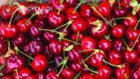 &Sigma;&kappa;&alpha;&sigma;&iota;&mu;ό &Kappa;&epsilon;&rho;&alpha;&sigma;&iota;ώ&nu;: &Mu;&iota;&alpha; &delta;ύ&sigma;&kappa;&omicron;&lambda;&eta; &pi;&rho;ό&kappa;&lambda;&eta;&sigma;&eta; &gamma;&iota;&alpha; &tau;&omicron;&nu; &pi;&alpha;&rho;&alpha;&gamma;&omega;&gamma;ό