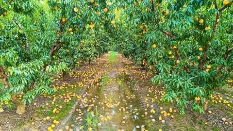 &Rho;&omicron;&delta;ά&kappa;&iota;&nu;&alpha; &kappa;&alpha;&iota; &chi;&omicron;&rho;ή&gamma;&eta;&sigma;&eta; &sigma;&tau;&rho;&epsilon;&mu;&mu;&alpha;&tau;&iota;&kappa;ώ&nu; &alpha;&pi;&omicron;&zeta;&eta;&mu;&iota;ώ&sigma;&epsilon;&omega;&nu; &mu;&epsilon; &epsilon;&nu;&epsilon;&rho;&gamma;&omicron;&pi;&omicron;ί&eta;&sigma;&eta; &tau;&omicron;&upsilon; &Mu;έ&tau;&rho;&omicron;&upsilon; 23 - Έ&tau;&sigma;&iota; έ&chi;&omicron;&upsilon;&nu; &tau;&alpha; &pi;&rho;ά&gamma;&mu;&alpha;&tau;&alpha;