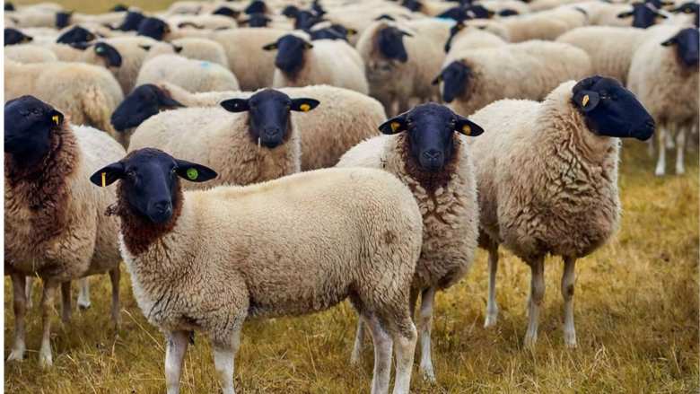 &Upsilon;&Pi;&Alpha;&Alpha;&Tau;: &Xi;&epsilon;&kappa;&iota;&nu;ά &eta; &epsilon;&nu;&epsilon;&rho;&gamma;&omicron;&pi;&omicron;ί&eta;&sigma;&eta; &iota;&delta;&iota;&omega;&tau;ώ&nu; &kappa;&tau;&eta;&nu;&iota;ά&tau;&rho;&omega;&nu; &gamma;&iota;&alpha; &tau;&eta;&nu; &alpha;&nu;&tau;&iota;&mu;&epsilon;&tau;ώ&pi;&iota;&sigma;&eta; &tau;&eta;&sigmaf; &epsilon;&upsilon;&lambda;&omicron;&gamma;&iota;ά&sigmaf;