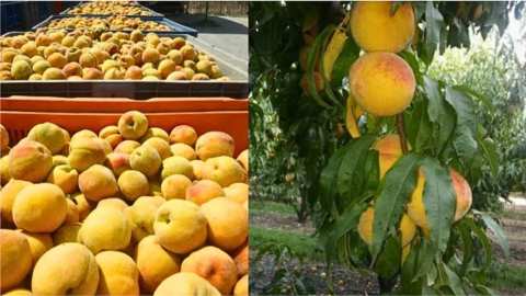 &Epsilon;&Epsilon; &Beta;&iota;&omicron;&mu;&eta;&chi;&alpha;&nu;&iota;&kappa;&omicron;ύ &Rho;&omicron;&delta;ά&kappa;&iota;&nu;&omicron;&upsilon; &pi;&rho;&omicron;&sigmaf; &Epsilon;&Kappa;&Epsilon;: &Eta; &mu;&omicron;&nu;&alpha;&delta;&iota;&kappa;ή &epsilon;&pi;&iota;&lambda;&omicron;&gamma;ή &pi;&omicron;&upsilon; &alpha;&pi;&omicron;&mu;έ&nu;&epsilon;&iota; &epsilon;ί&nu;&alpha;&iota; &eta; ά&mu;&epsilon;&sigma;&eta; &epsilon;&kappa;&rho;ί&zeta;&omega;&sigma;&eta; &tau;&eta;&sigmaf; &kappa;&alpha;&lambda;&lambda;&iota;έ&rho;&gamma;&epsilon;&iota;&alpha;&sigmaf;